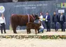 concours général agricole Salers salon de l'agriculture