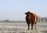 vache rouge des prés en prairie