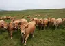 <em class="placeholder">vaches aubrac pâturage auvergne</em>