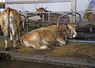 <em class="placeholder">Vache Aubrac couchée sur une logette.</em>