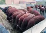 <em class="placeholder">vaches salers silo bâtiment alimentation hivernale</em>