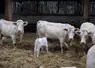 <em class="placeholder">Veterinaire effecuant une tournee chez des eleveurs de bovins charolais dans le departement de la Meuse.
Controle sanitaire sur des charolais.
</em>