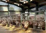 <em class="placeholder">IMG_2833 / engraissement de jeunes bovins charolais. Alimentation en  élevage bovin.</em>