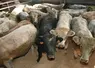 <em class="placeholder">élevage de bovins viande. troupeau bovin en bâtiment. broutards croisés (charolais x aubrac  et blanc bleu belge x aubrac) dans un centre d&#039;allotement du Cantal en attente ...</em>