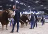 Concours général agricole 2025 race limousine 