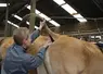 vaccination FCO vache parthenaise