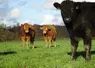 <em class="placeholder">Dans le cadre du programme Cap Protéines, l’expérimentation du pâturage hivernal a porté sur un lot de 20 animaux en croissance. Le programme est terminé, mais le ...</em>