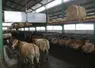 <em class="placeholder">Séparation amovible sur câble dans la stabulation en logettes sur caillebotis des vaches aubrac. Au dessus des logettes, des balcons stockent les boules de paille.</em>