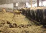 <em class="placeholder">bâtiment vaches allaitantes aire raclée</em>