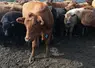 <em class="placeholder">Exploitation canadienne en élevage bovin allaitant (chez Richard et Ganet Rey, éleveurs dans le Manitoba). agriculture canadienne. production de bovins viande de race ...</em>