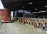 <em class="placeholder">élevage bovin allaitant de race limousine. bovins viande. alimentation. distribution de la ration. fourrage. vaches au cornadis. bâtiment ouvert. mélangeuse à bol. ...</em>