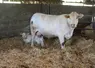 <em class="placeholder">vache charolaise veau nouveau-né</em>