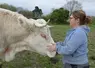 <em class="placeholder">éleveuse dans un pré avec un boeuf charolais</em>