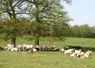 vaches charolaises bourgogne prairie