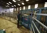 élevage bovins viande contention FCO vétérinaire