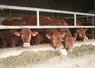 jeunes bovins engraissement Limousine