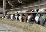 <em class="placeholder">350 000 veaux laitiers étant exportés chaque année, la marge de progression de ces filières est élevée.</em>