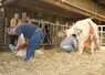 <em class="placeholder">Deux éleveurs bovins traient la vache charolaise et donnent le colostrum au veau nouveau-né</em>