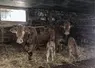 vaches limousines veau nouveau-nés bâtiment