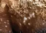 dermatose nodulaire contagieuse (DNC) maladie bovin 