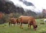 vaches tarines savoie 