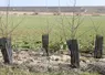 plantation haies Marne