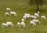 vaches choroalises suitées pâturage