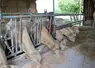 broutards charolais