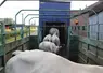 chargement camion transport broutards