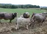 vaches bazadaises veaux prairies