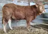 taureau limousin vente aux enchères Lanaud