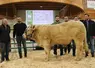 vente aux enchères taureau charolais