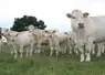 <em class="placeholder">vaches et veaux charolais au pré.</em>