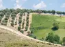 <em class="placeholder">Green olive trees farmland, agricultural landscape with olives plant among hills, olive grove garden, large agricultural areas of olive trees</em>