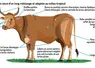 race bovine Créole infographie