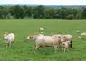 <em class="placeholder">vaches blondes d'Aquitaine au pré</em>