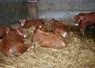 engraissement de jeunes bovins Limousine