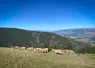 <em class="placeholder">estive Cerdagne vaches aubrac Pyrénées-Orientales </em>