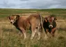 <em class="placeholder">taureaux aubrac au pâturage </em>