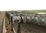 <em class="placeholder">bovins viande / zébus à l'engraissement / feedlots</em>