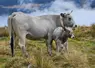 <em class="placeholder">vache gasconne et son veau</em>