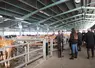 marché bétail vif de Châteaubriant (Loire-Atlantique) juin 2026