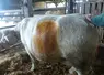 césarienne vache charolaise
