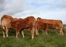 vaches et broutards de race Limousine au pré