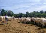 sécheresse Allier charolaises éleveur