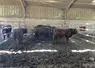 litière de déchets verts compostés pour des broutards salers 