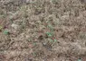 sécheresse prairie temporaire Manche retour de la pluie août 2026