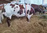 Festival de la viande d'Evron