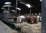 broutards charolais et limousins à l'auge