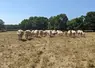 vaches charolaises dans une prairie grillée par la sécheresse